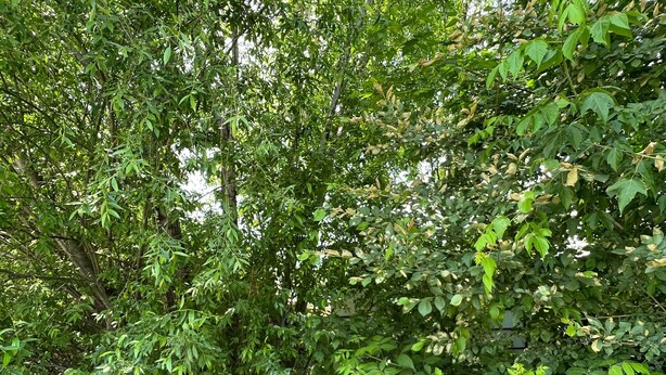 Une zone verdoyante et luxuriante, parsemée d’arbres et d’herbe, qui ressemble probablement à un parc ou à une réserve naturelle.