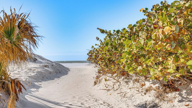 A sandy beach path with vegetation on either side. - 'driftwood Beach Suite' - Walk to Clearwater Bch (Clearwater Beach)