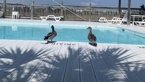 A wooden deck with a pool, two ducks, and a wooden gazebo. - Carolina Marsh Hideaway (Carolina Beach)