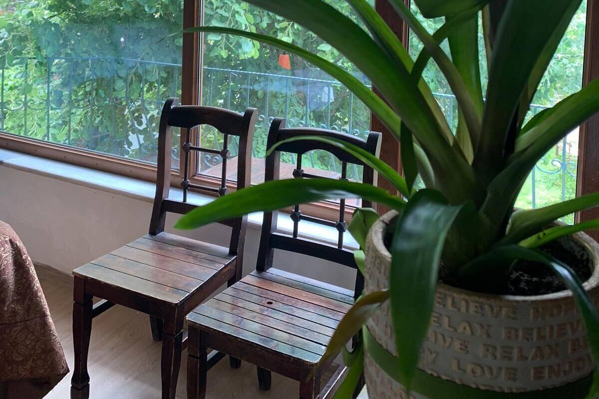 A room with a large window, two wooden chairs, and a potted plant.