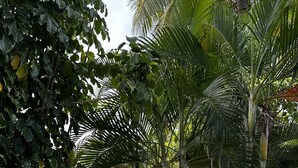 A covered outdoor seating area with chairs, surrounded by lush greenery and palm trees. - Paradise Bay (Puerto El Triunfo)