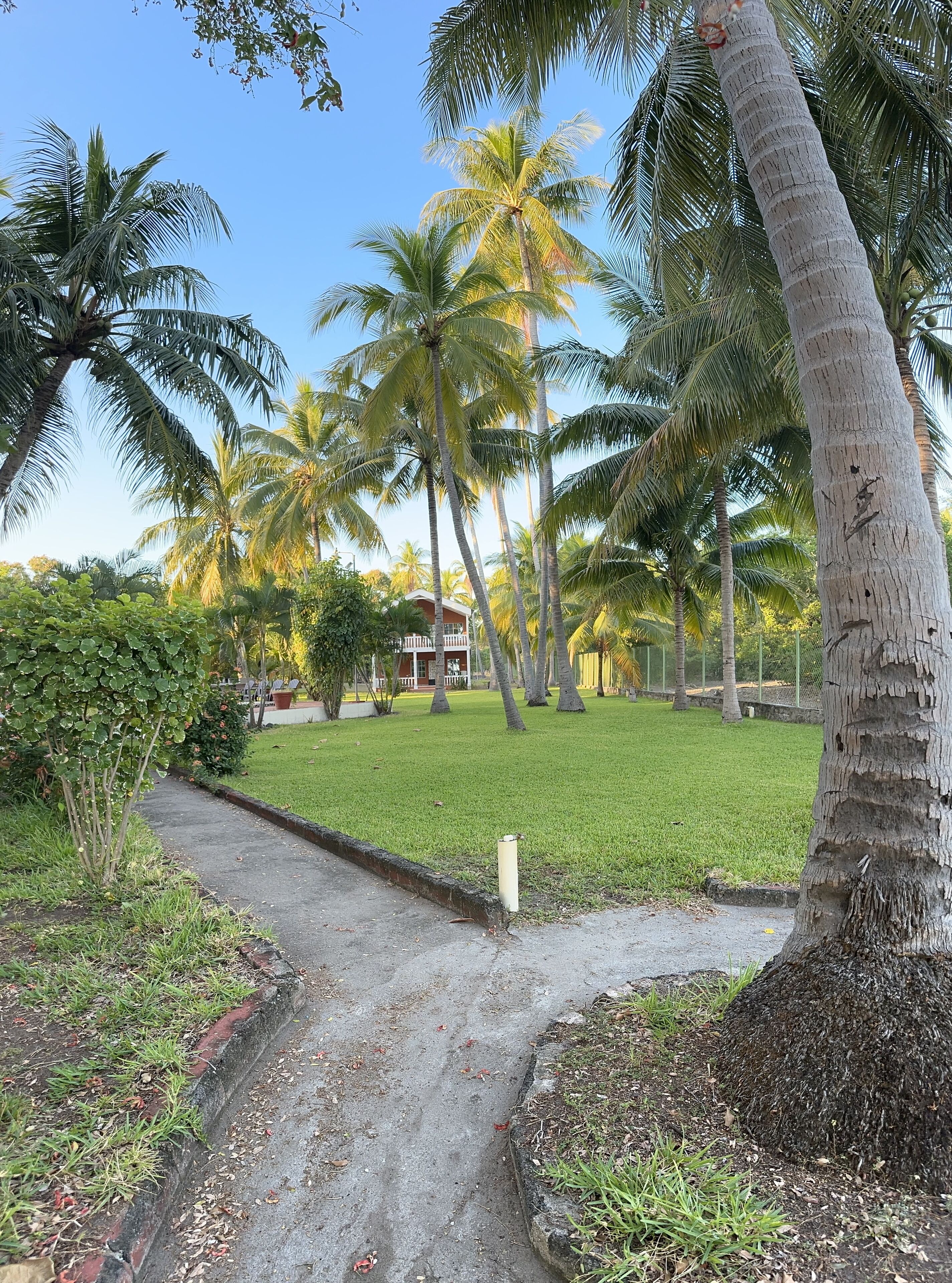 A pathway leading to a building surrounded by palm trees and greenery.
