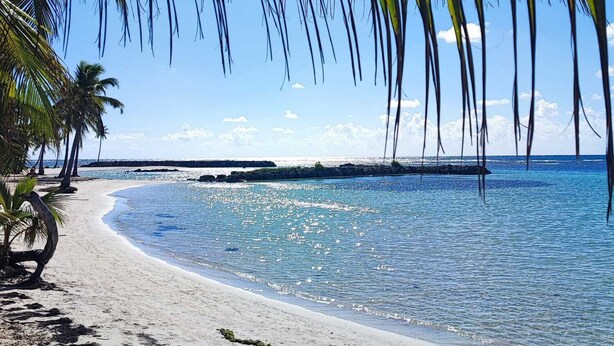 Ein Strand mit klarem, blauem Wasser, Palmen und einem sandigen Ufer.