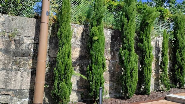 A stone wall with vertical greenery and a metal fence. - Cozy Nest w/private garden next to vineyards and great wineries (Cambados)