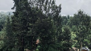 A road bordered by dense forest and a building with a sloped roof. - Dad's Place (Karatina)