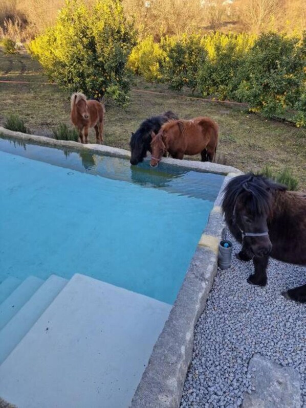 Piscine