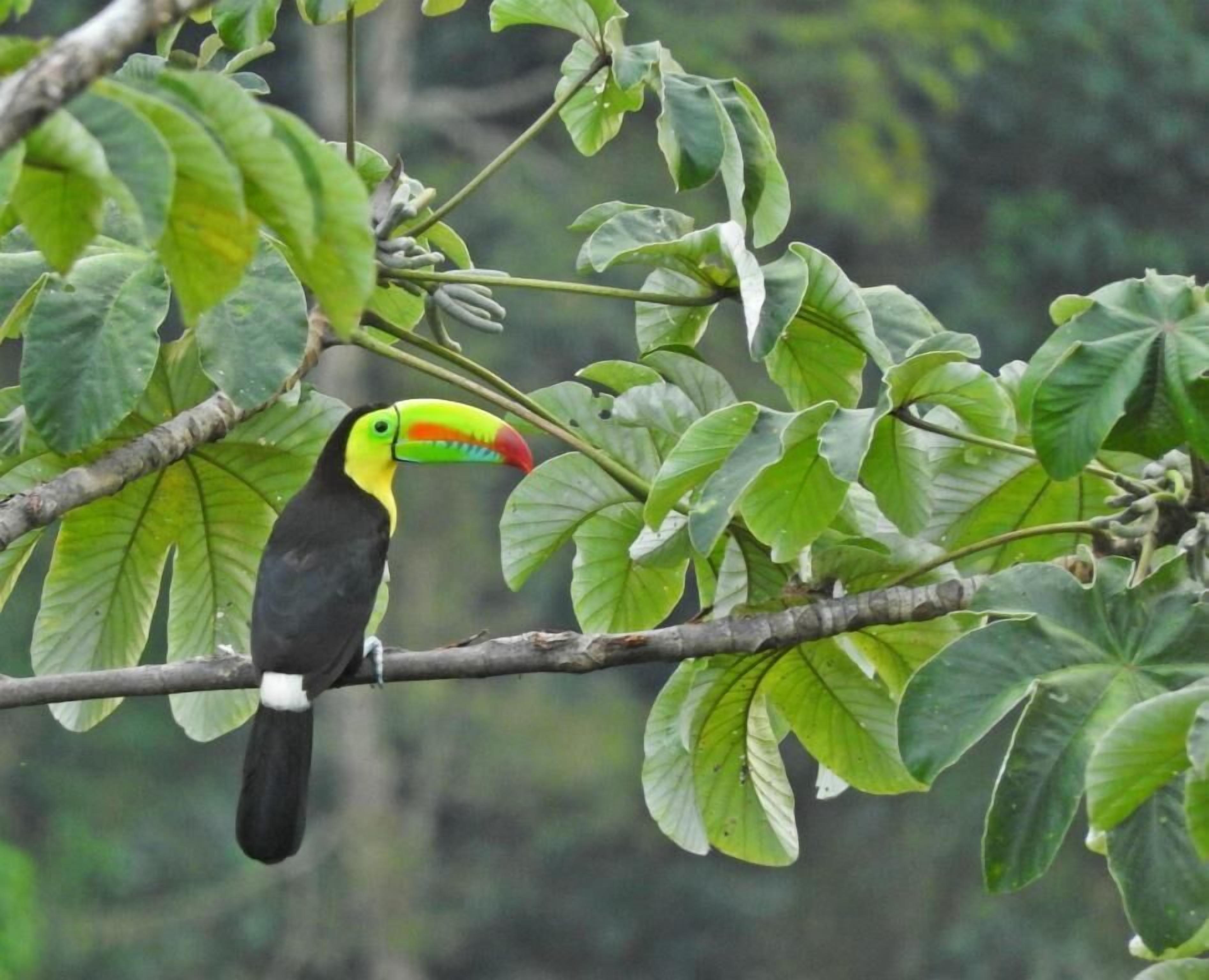 Un tucán posado en una rama de árbol con hojas verdes grandes.