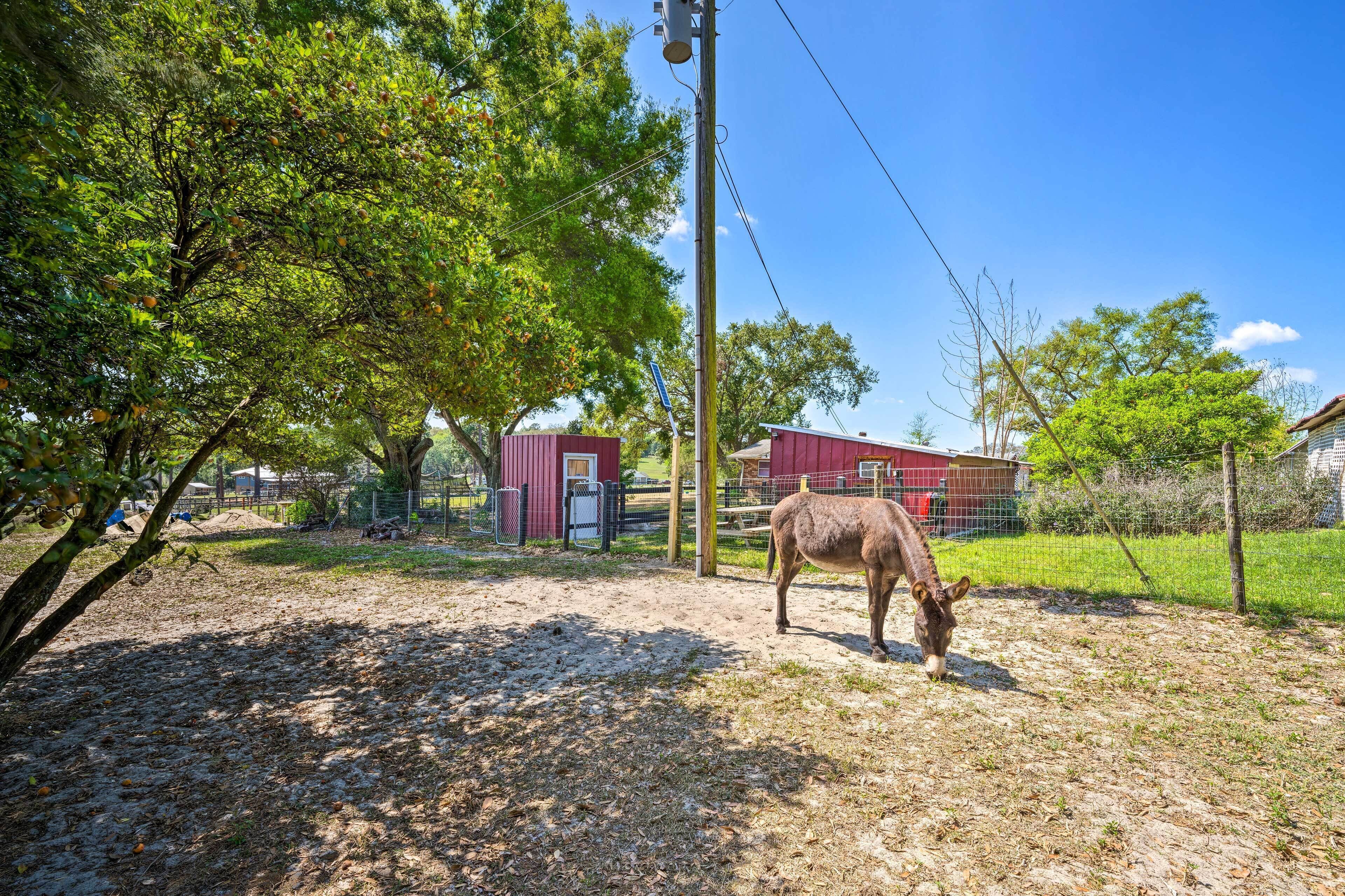 Un caballo pastando en un área cercada, con un granero rojo y un poste de madera al fondo.