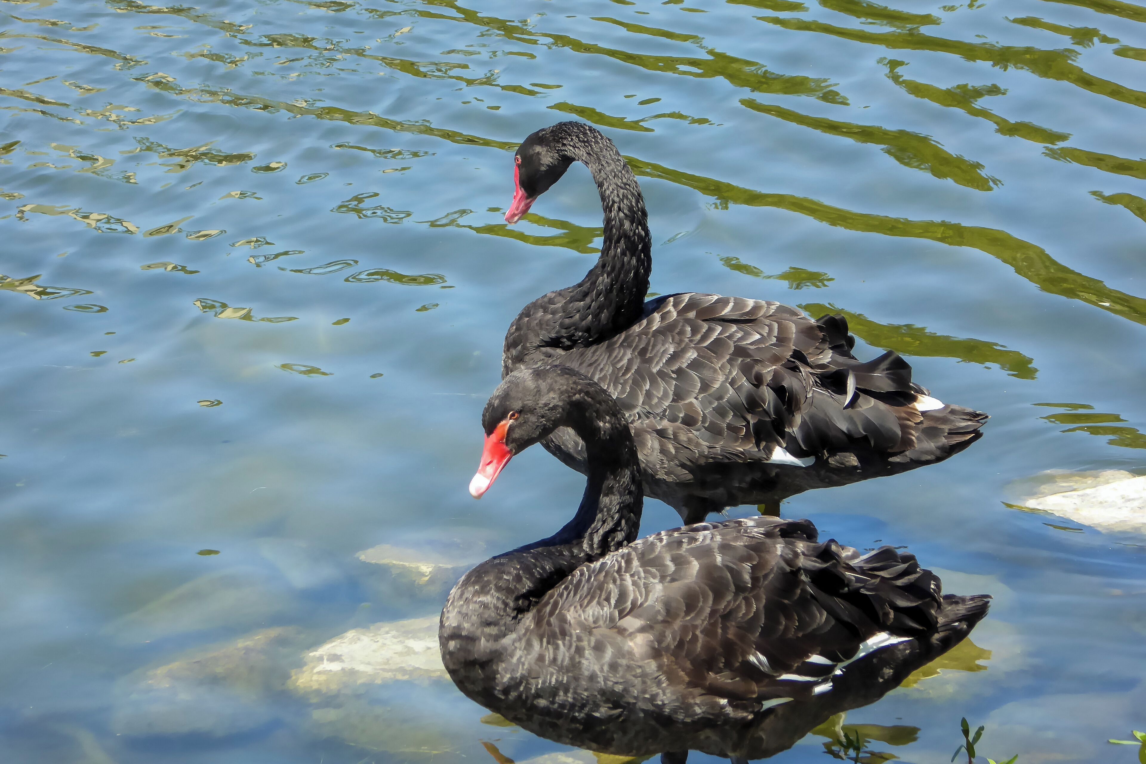 Two black swans on a calm water surface.