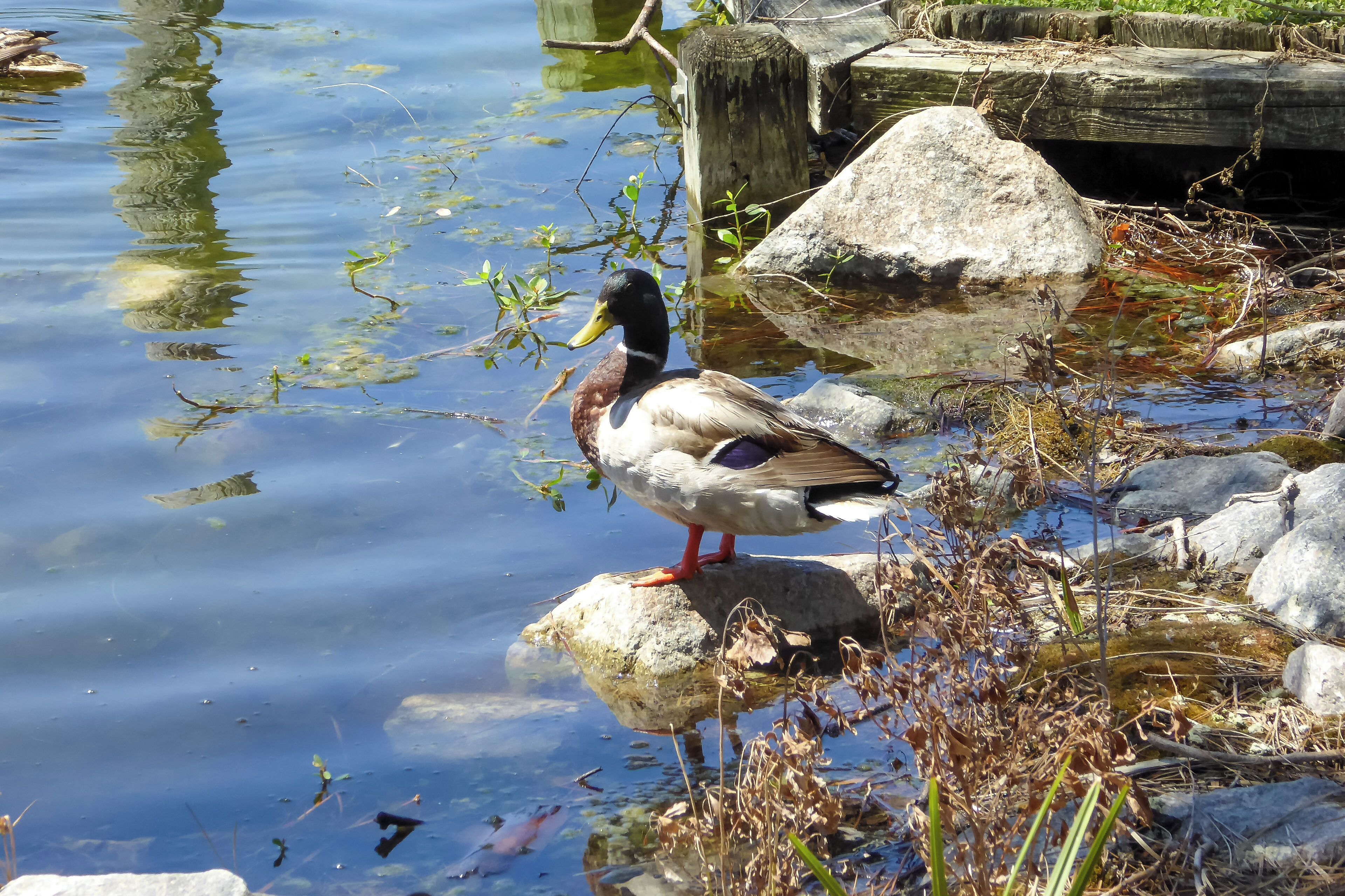 A duck standing on a rock by a calm body of water with reflections and some vegetation around.