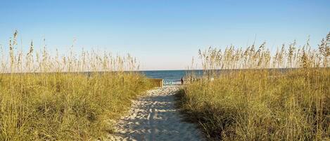 A sandy path leading to a beach with tall grasses on either side.