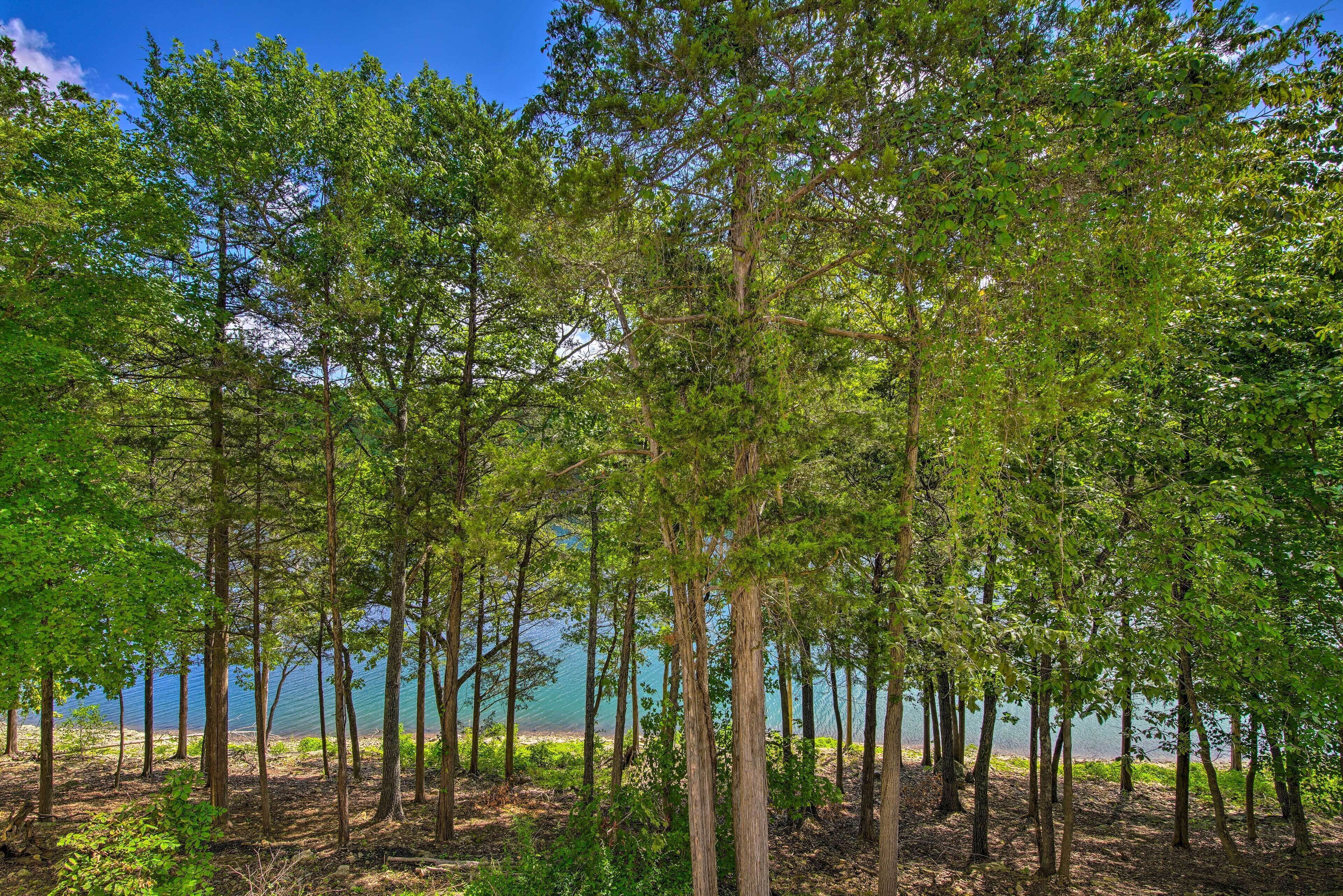 Une forêt dense, composée d’arbres imposants, avec une vue dégagée sur une étendue d’eau calme en arrière-plan.