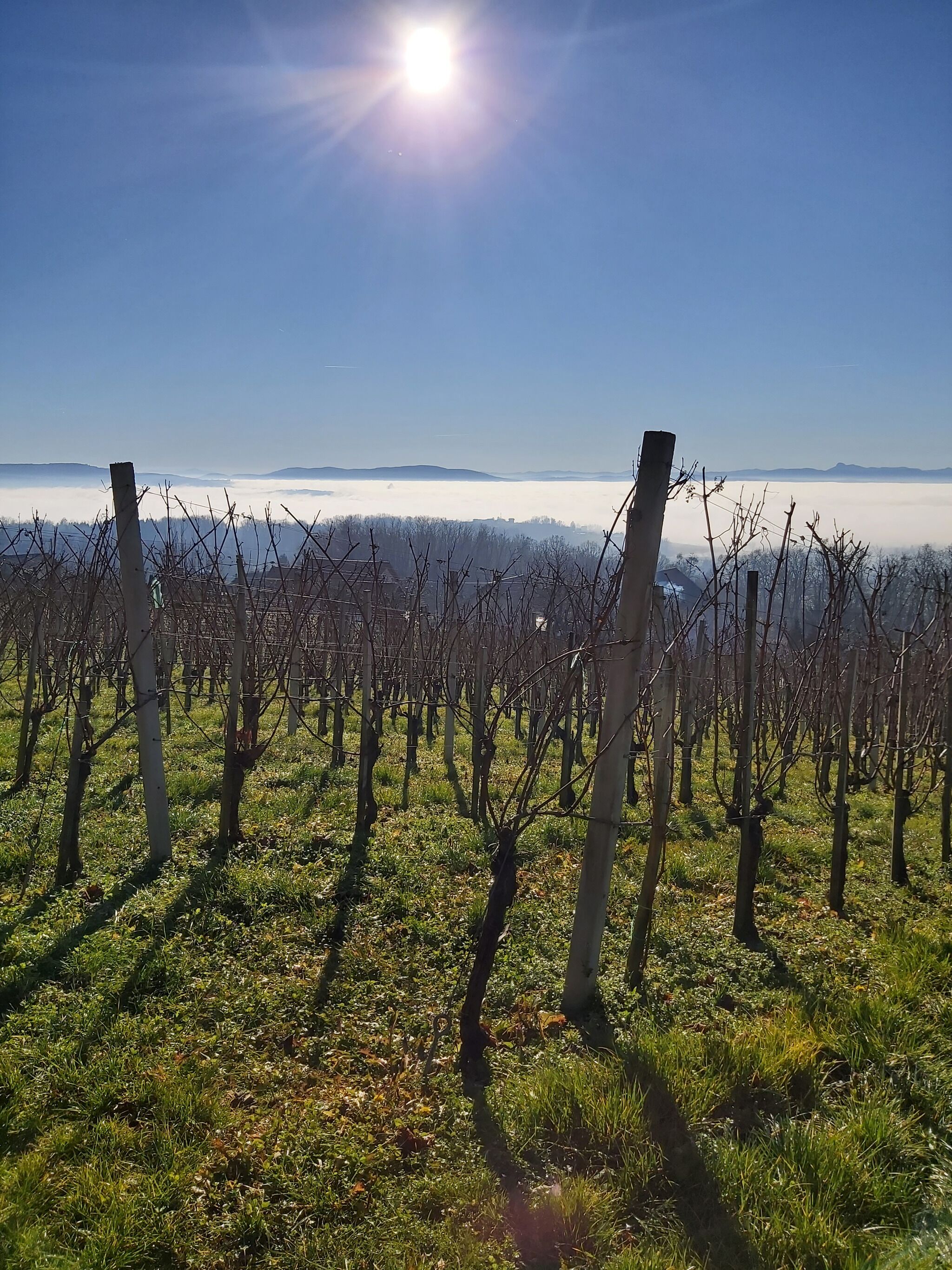 A vineyard with rows of grapevines under a clear sky.