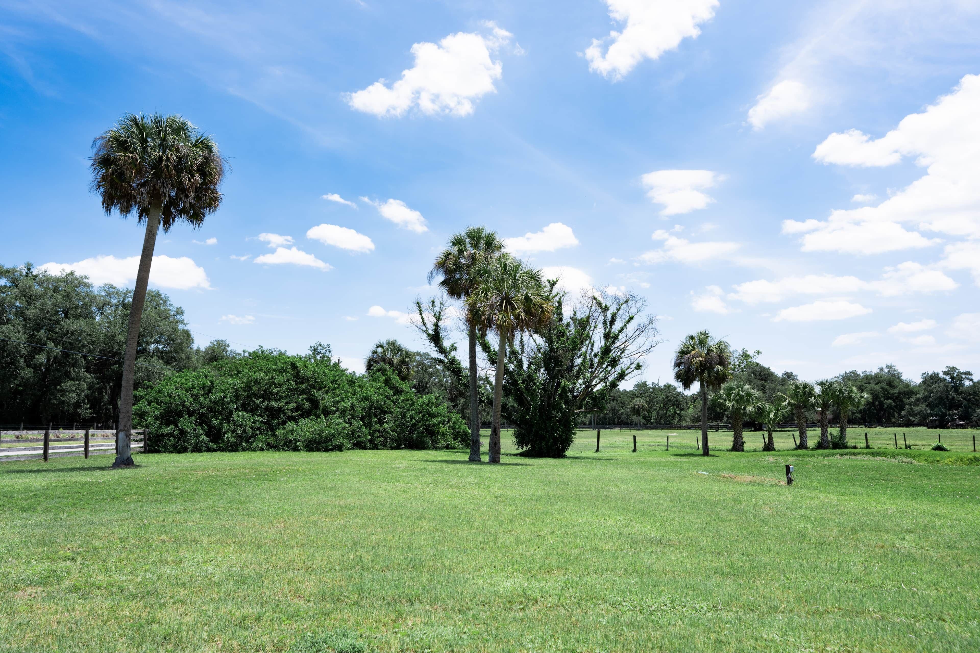 A grassy field with several palm trees and a clear blue sky.