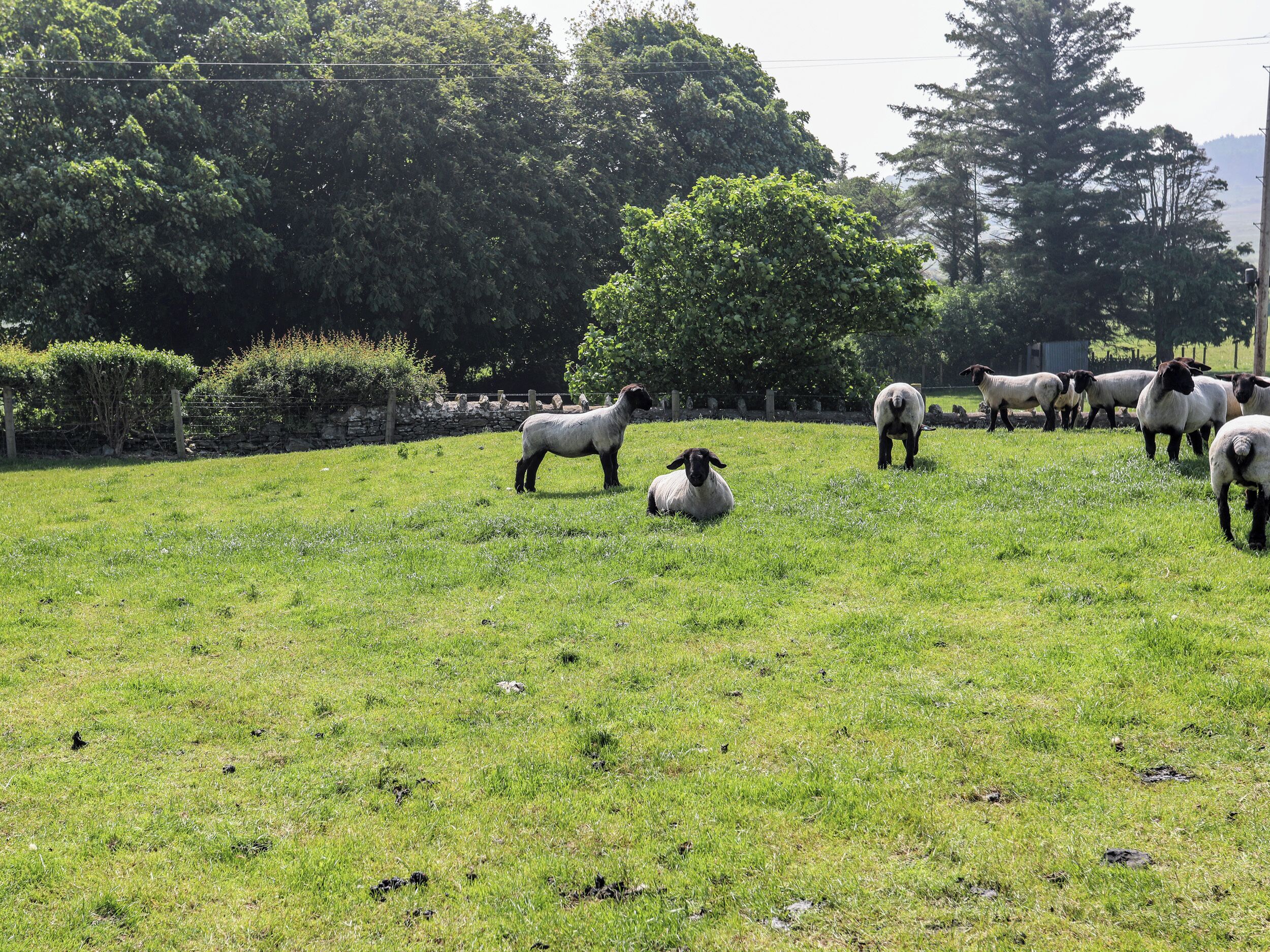 A grassy field with sheep and trees in the background.