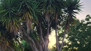 A landscape with a prominent tree and dense shrubbery. - Villa Capperi - Very Private Villa with Pool for Full Relax (Puglia)