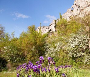 A natural landscape with rocky cliffs, dense greenery, and purple flowers in the foreground. - Hostal La Llave (Aguilar de Campoo)