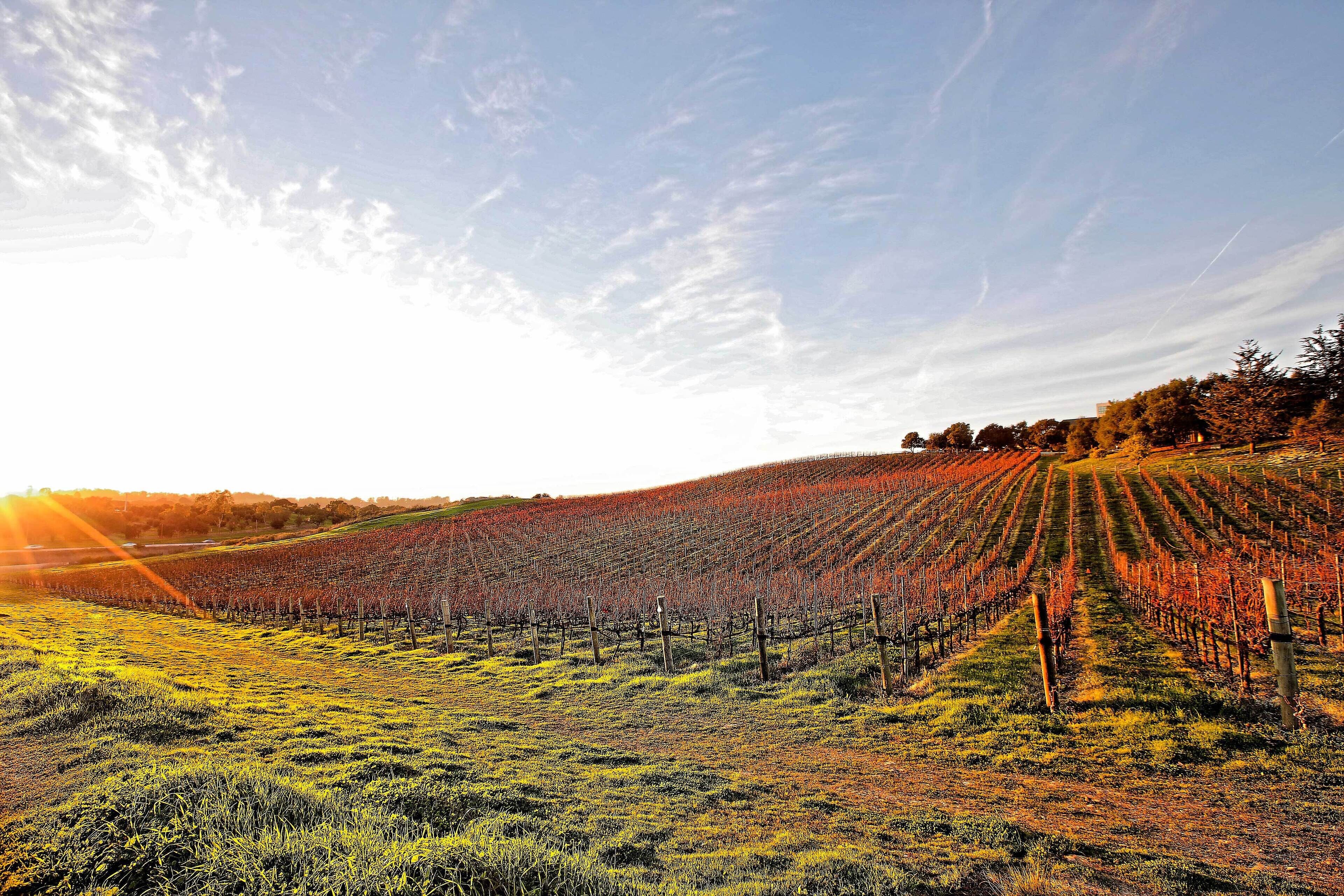 A vineyard with rows of grapevines under a clear sky.