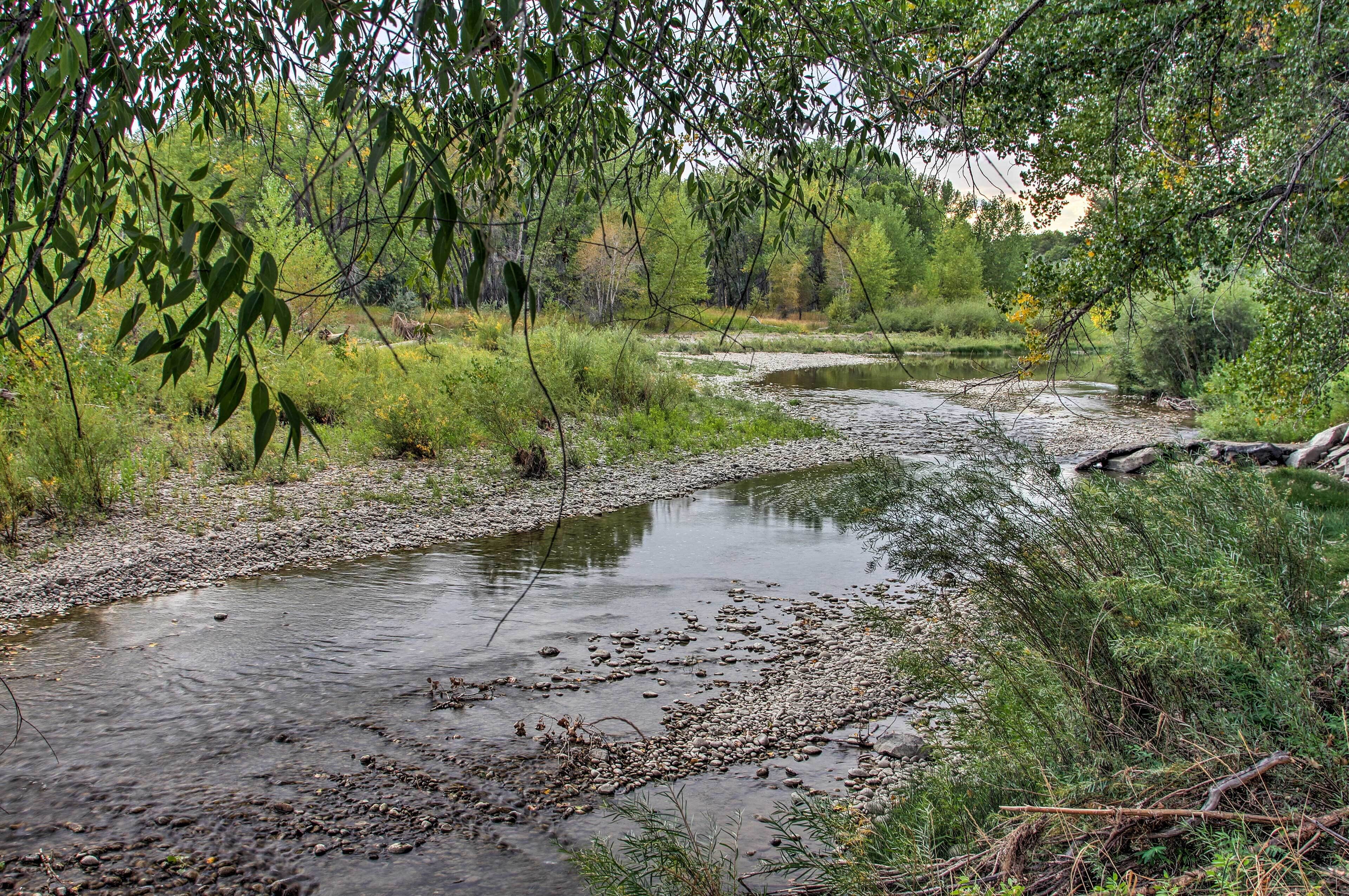 Un paisaje natural con un arroyo, rodeado de vegetación densa y árboles.