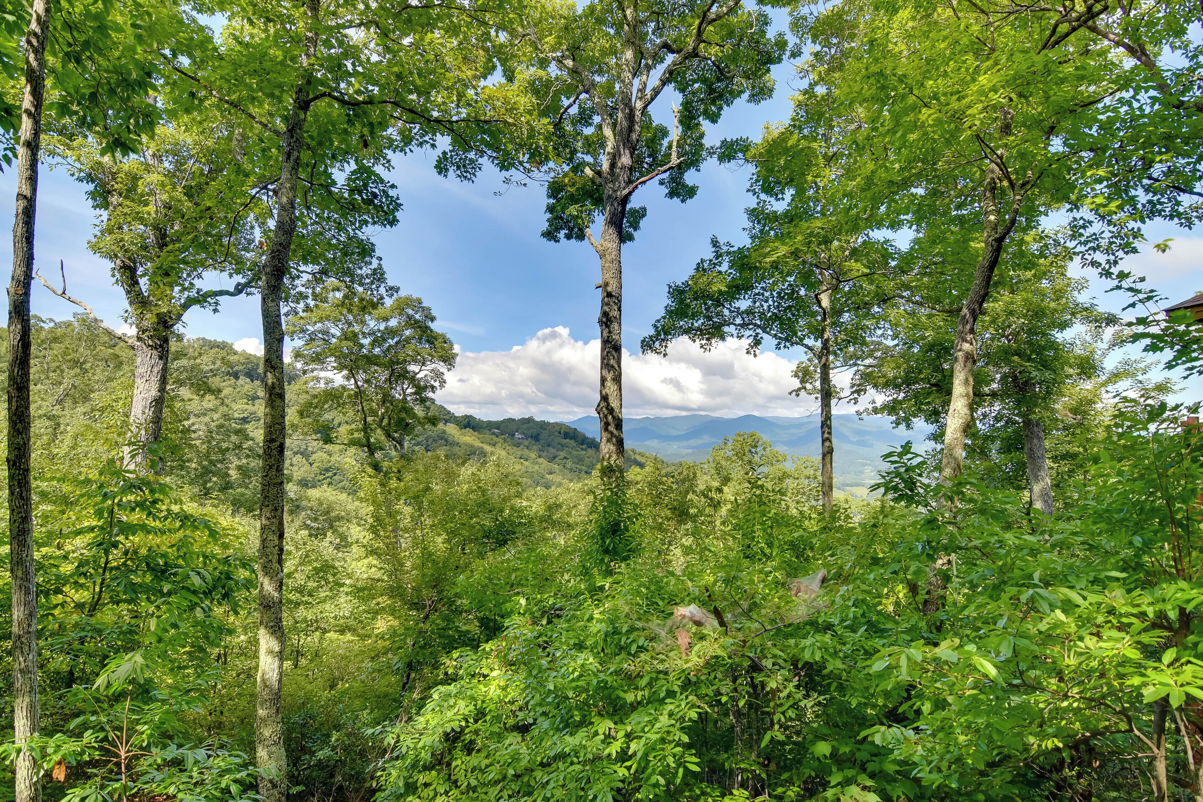A dense forest with tall trees and a mountainous background.