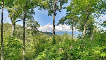 A dense forest with tall trees and a mountainous background.