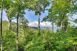 A dense forest with tall trees and a mountainous background.