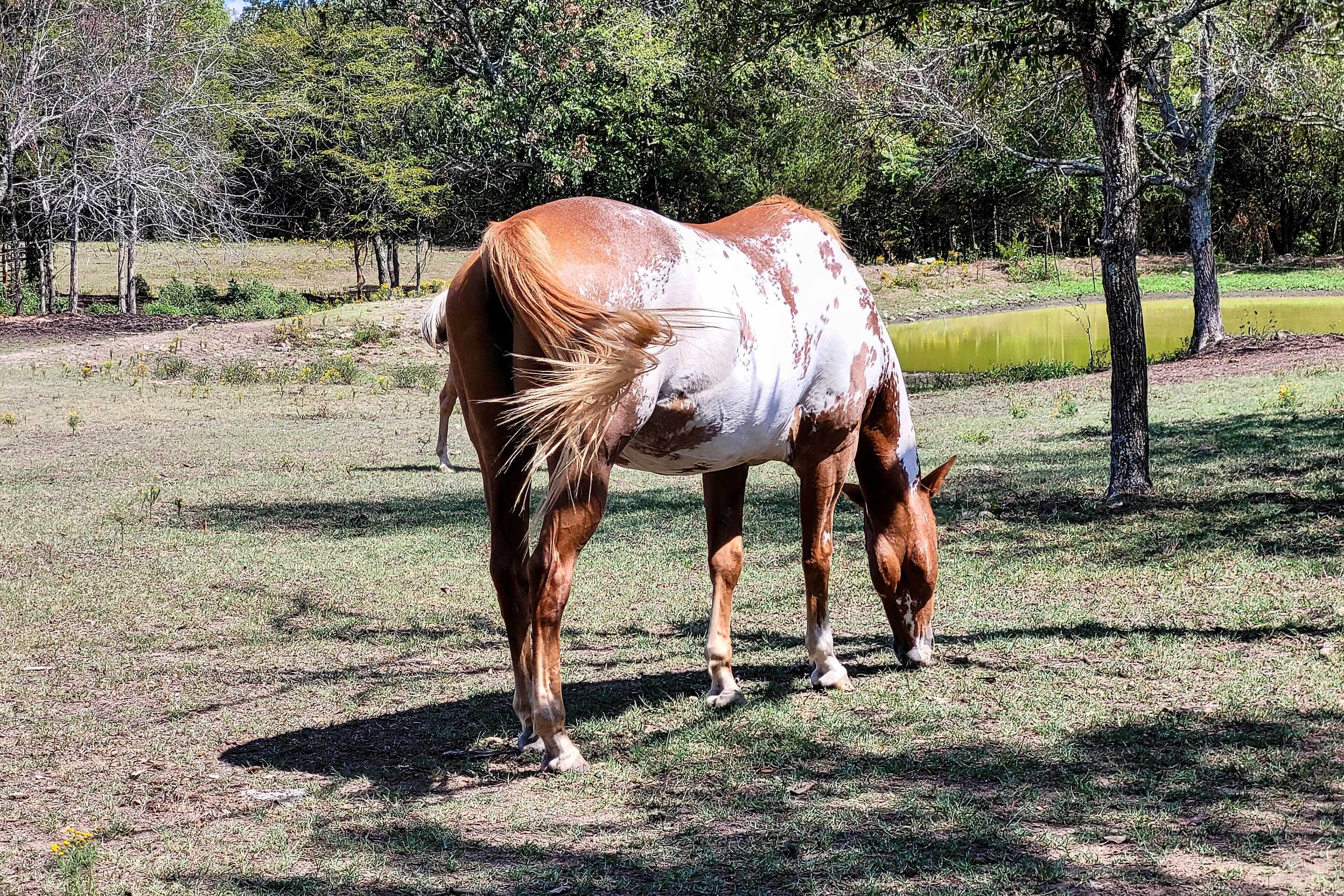 Een paard graast op een grasveld met bomen en een vijver op de achtergrond.