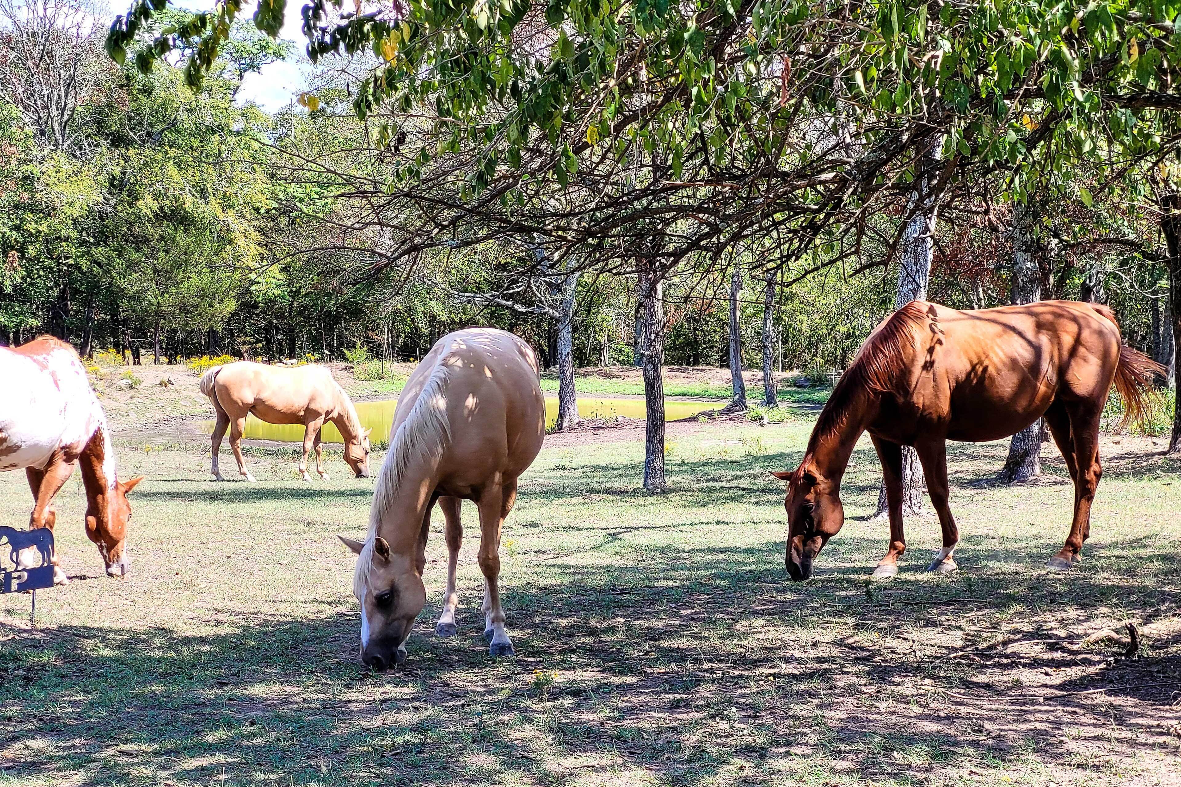 A group of horses grazing in a grassy area with trees in the background.