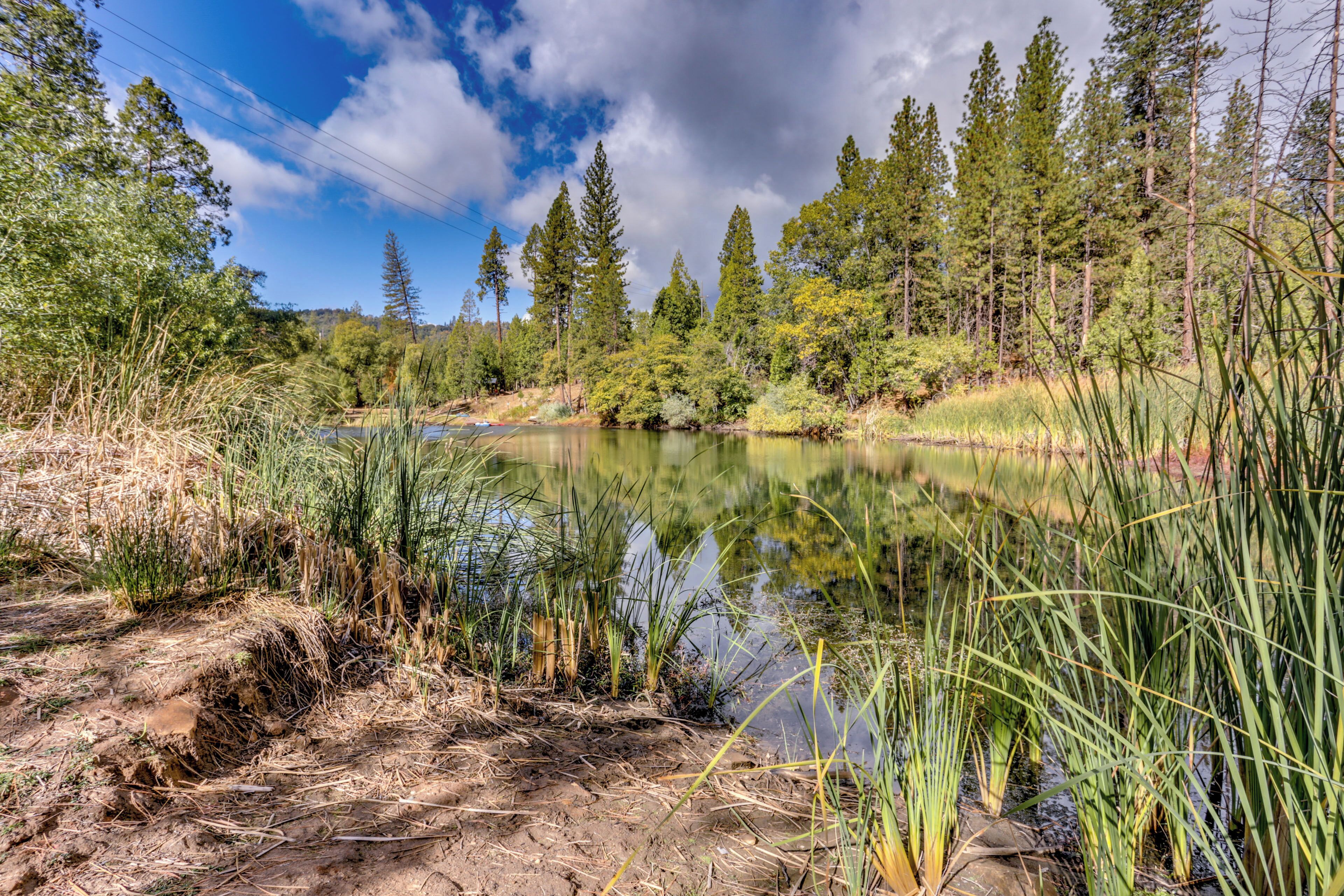 Eine friedliche Seenlandschaft mit dichtem Wald und hohen Bäumen.