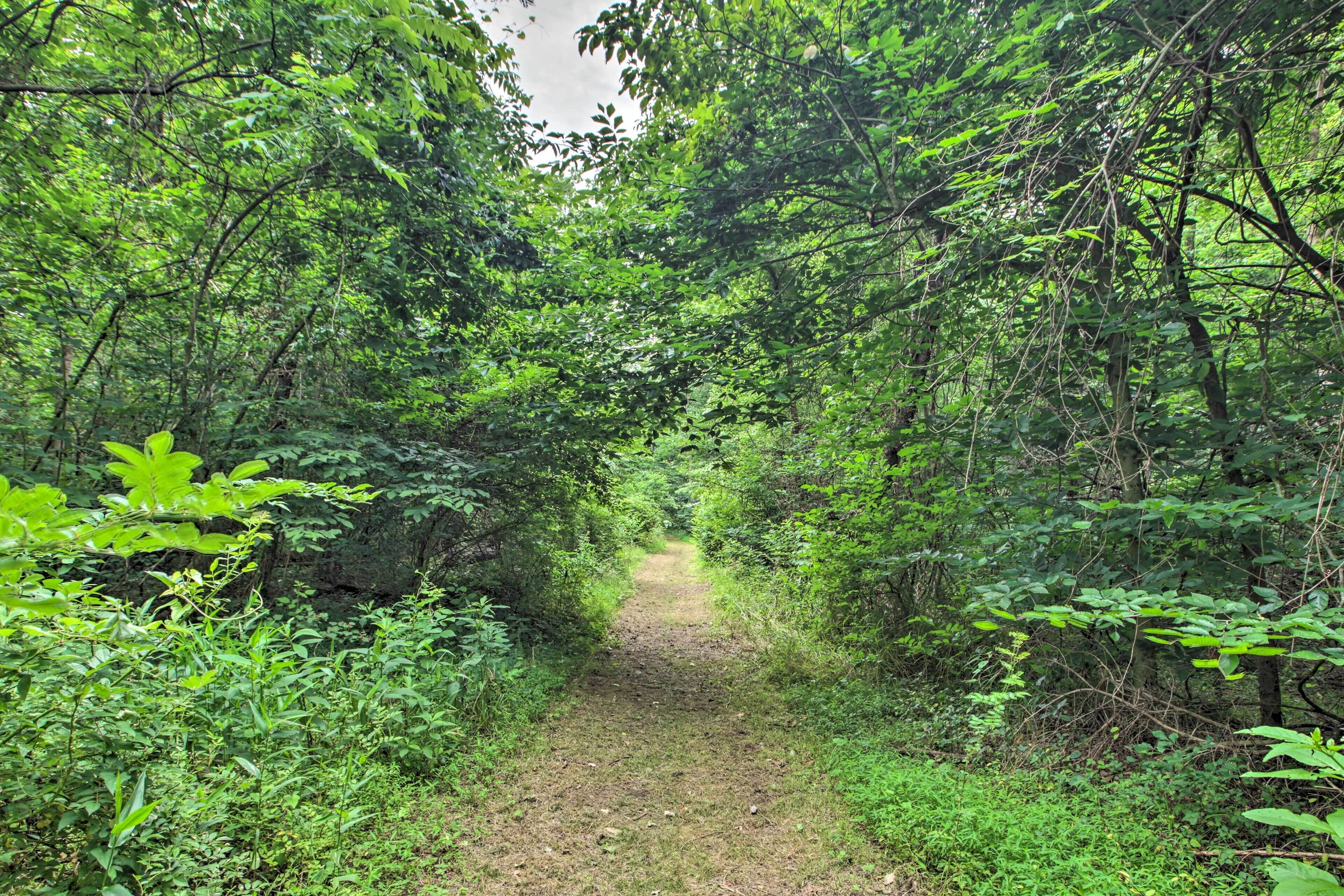 Un sentier forestier bordé d’un feuillage verdoyant et dense.