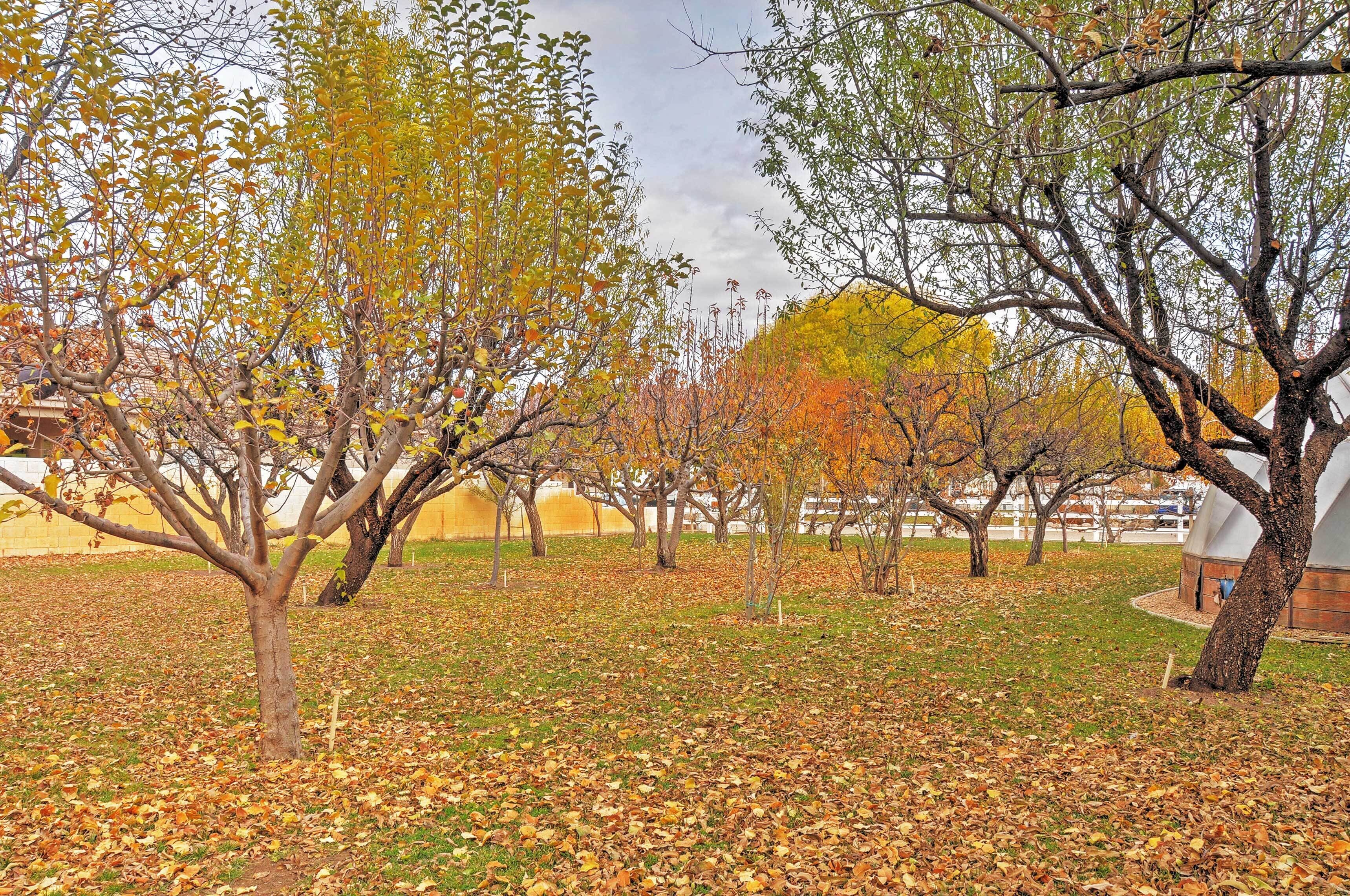 Un parque con árboles y un espacio cubierto de césped.