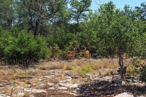A natural landscape with two deer in a forested area. - Cozy Kerrville Guest Cottage Near Guadalupe River! (Kerrville)