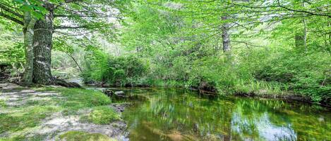 A serene forest stream with dense greenery and trees.