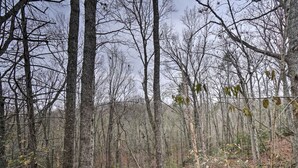 A forested area with tall trees and a wooden structure.