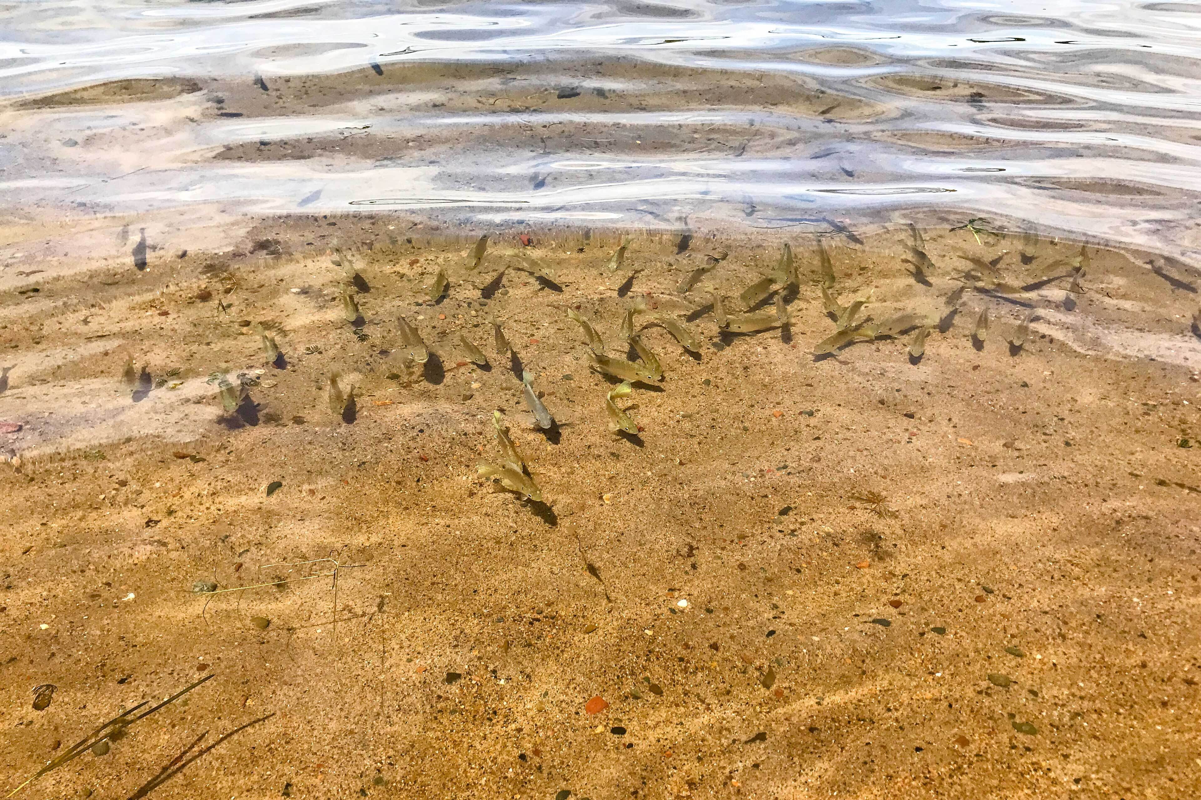 A sandy beach with clear shallow water and small fish swimming.