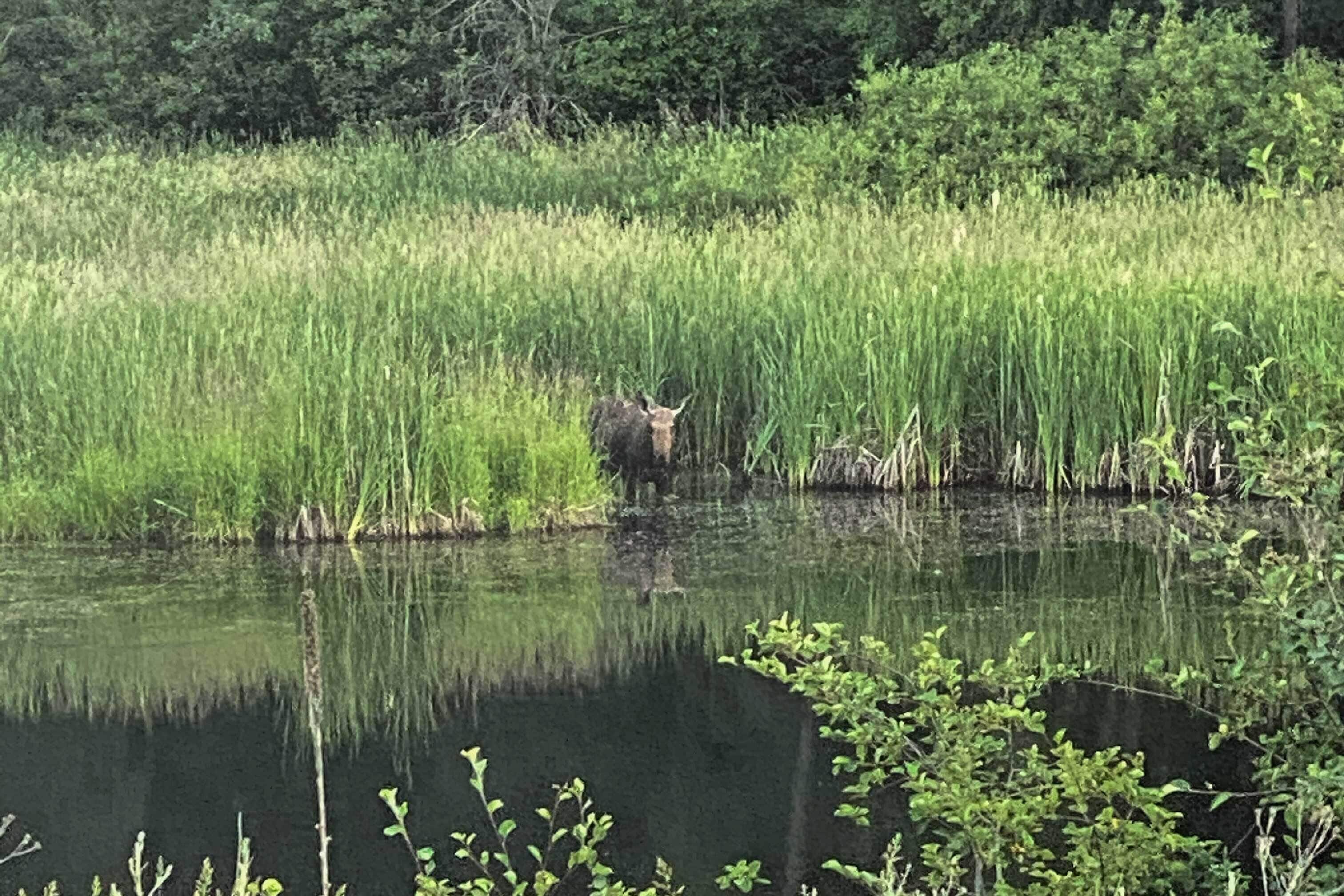 A deer in a grassy field with a body of water in the foreground.