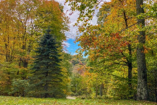 A forested area with a dirt path leading through it.