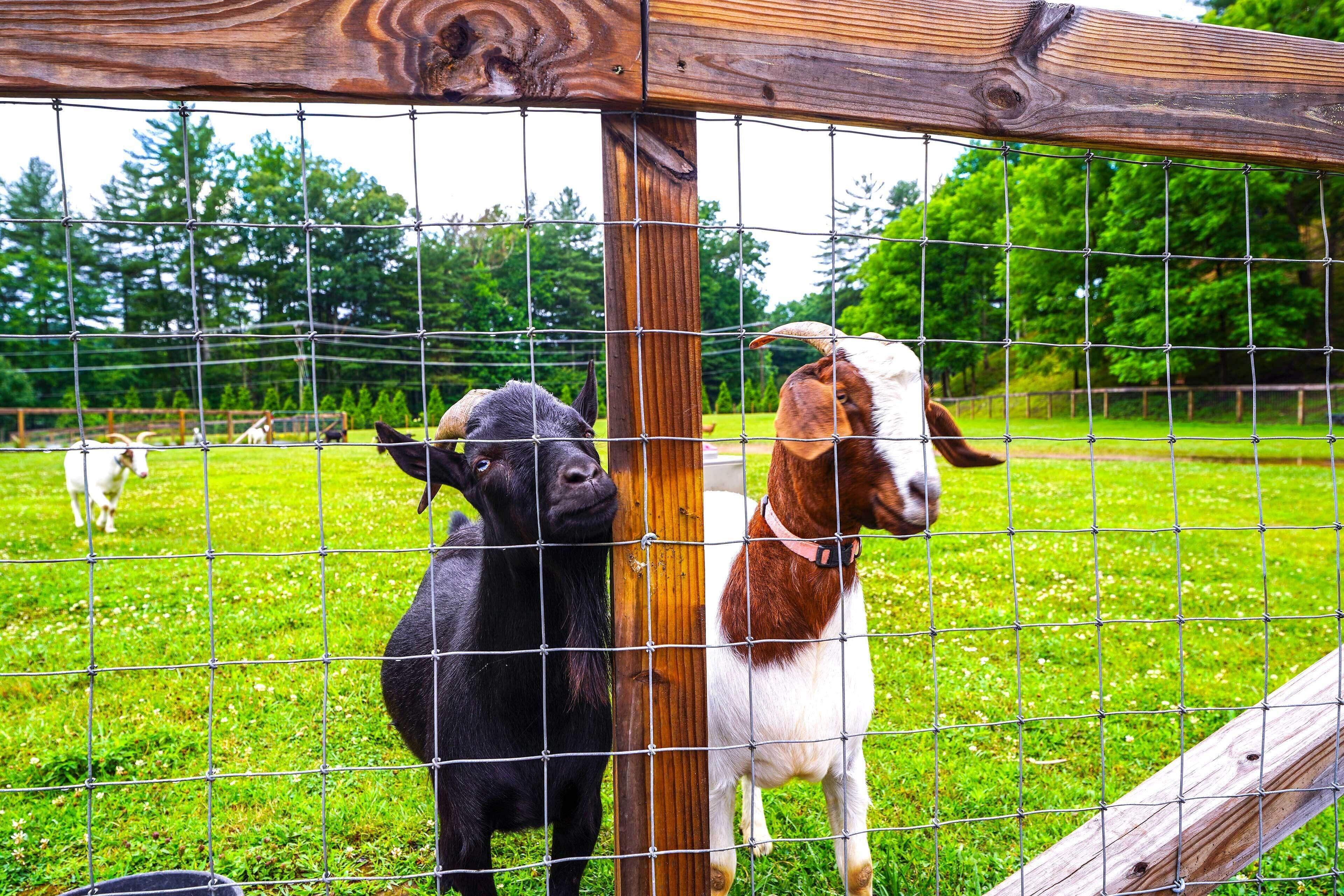 Pisgah Forest Farm Home: Outdoor Pool & Games