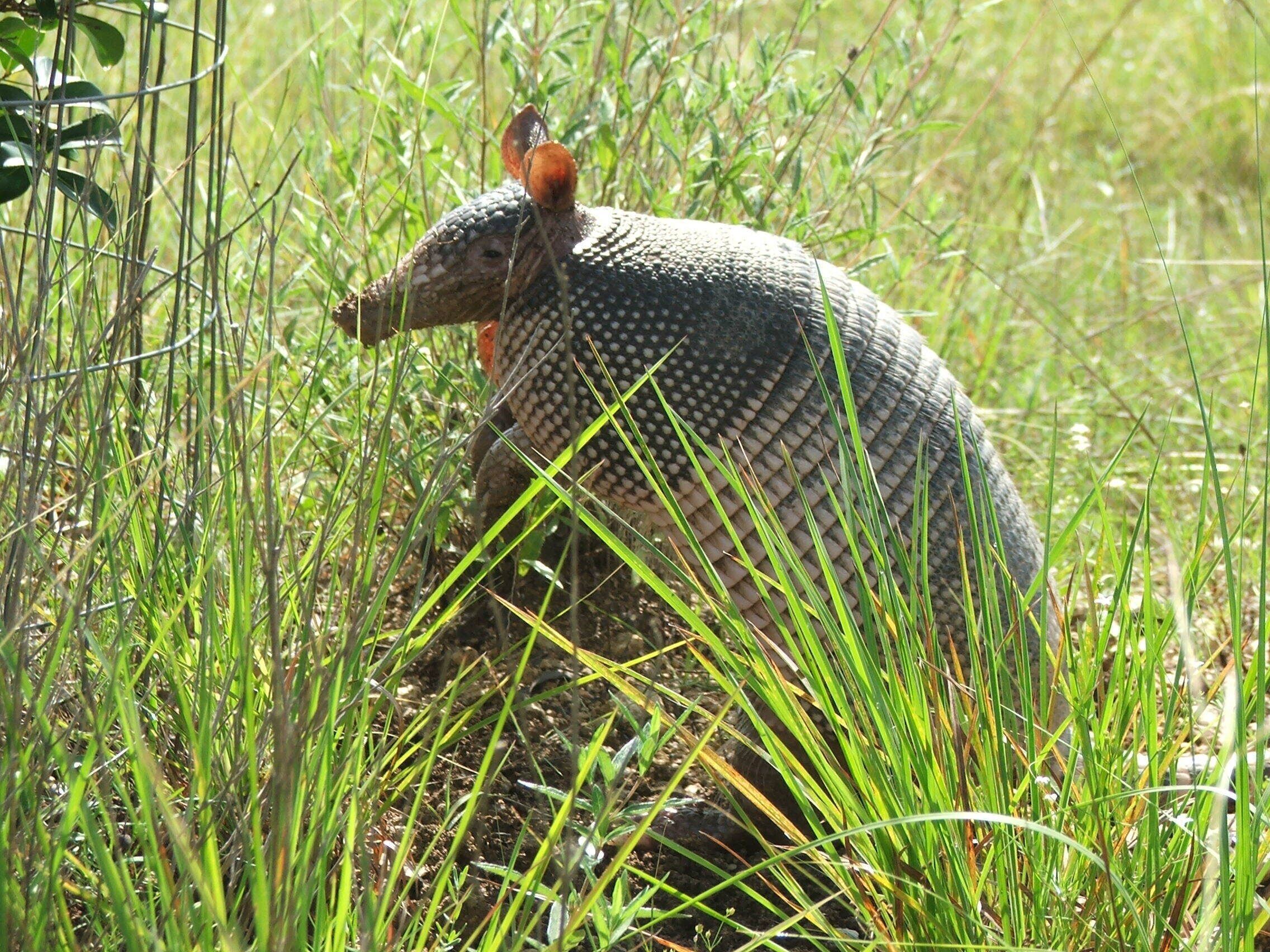 Un tatou dans un champ d’herbe.