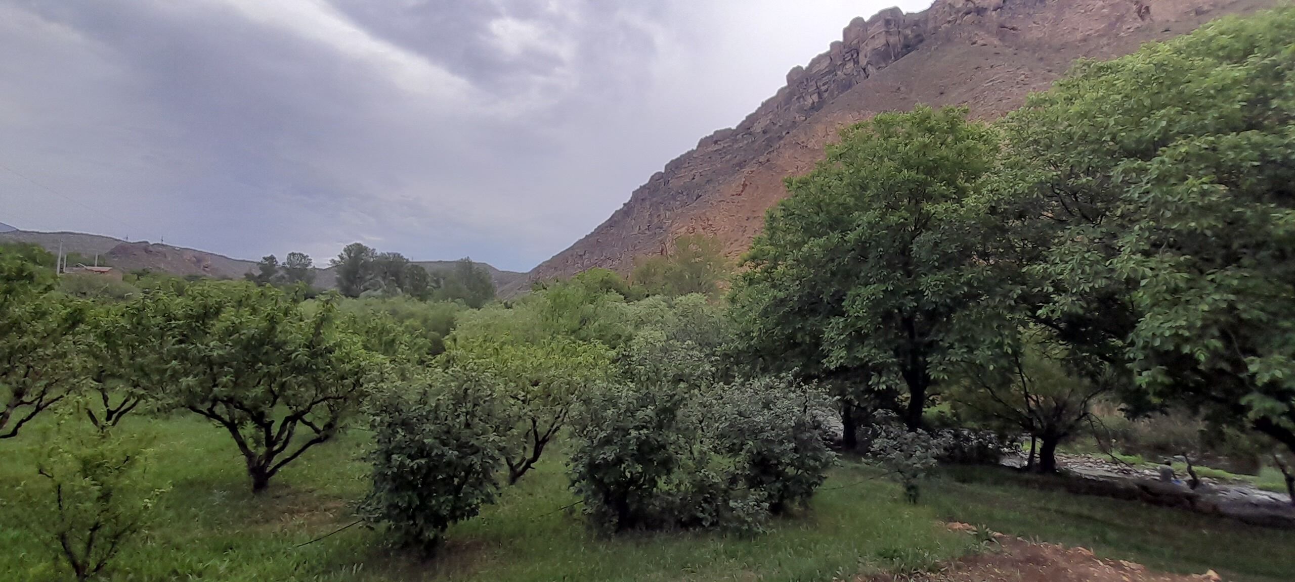 A lush landscape with dense greenery and a mountain in the background.