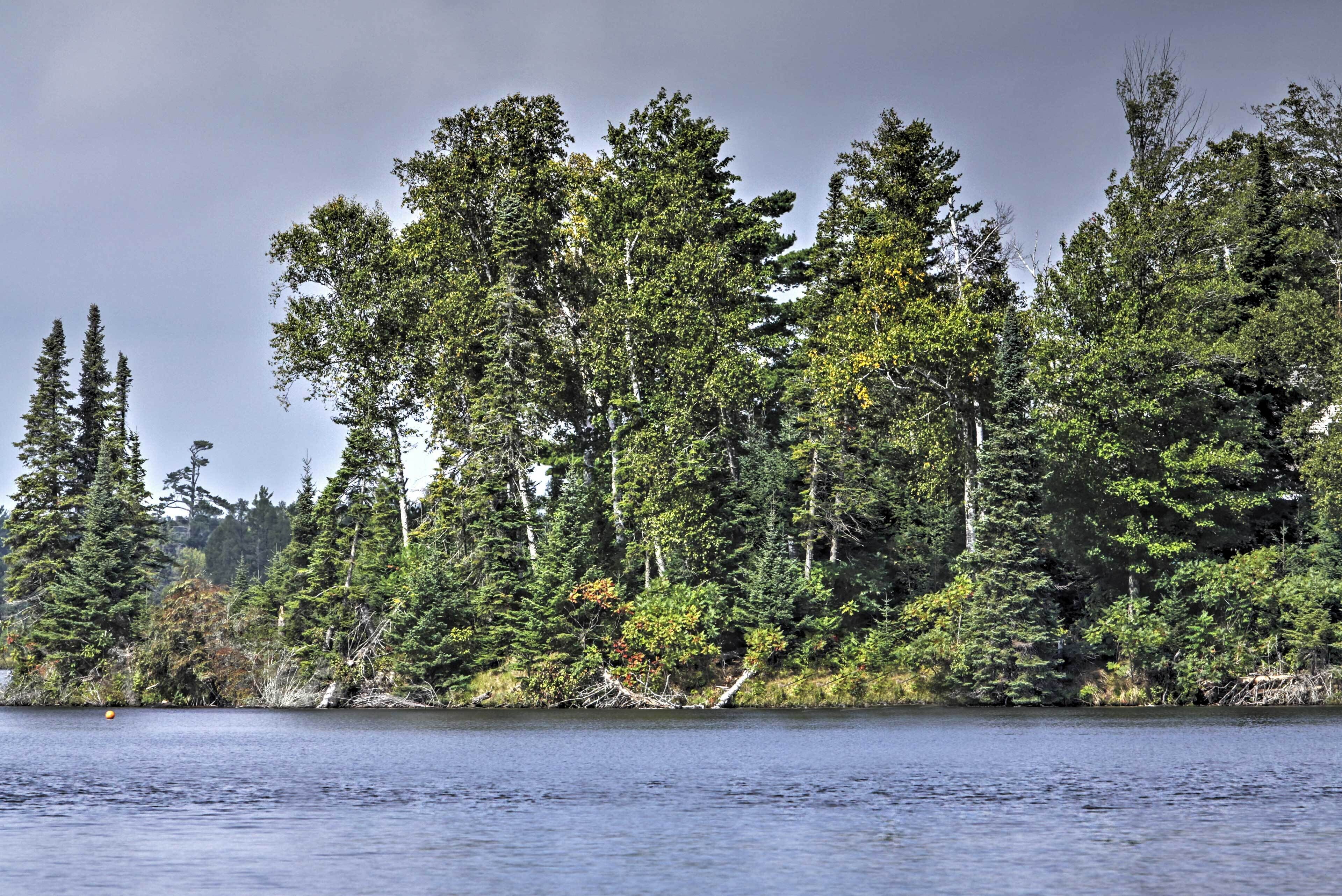 Une rive boisée bordant un lac paisible.
