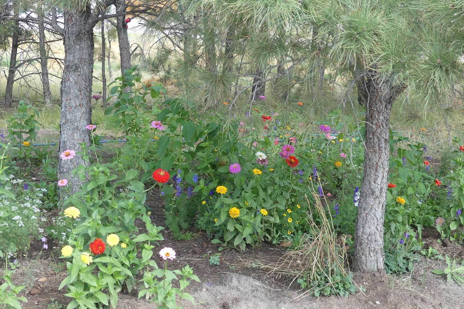 A garden with various flowering plants and trees.