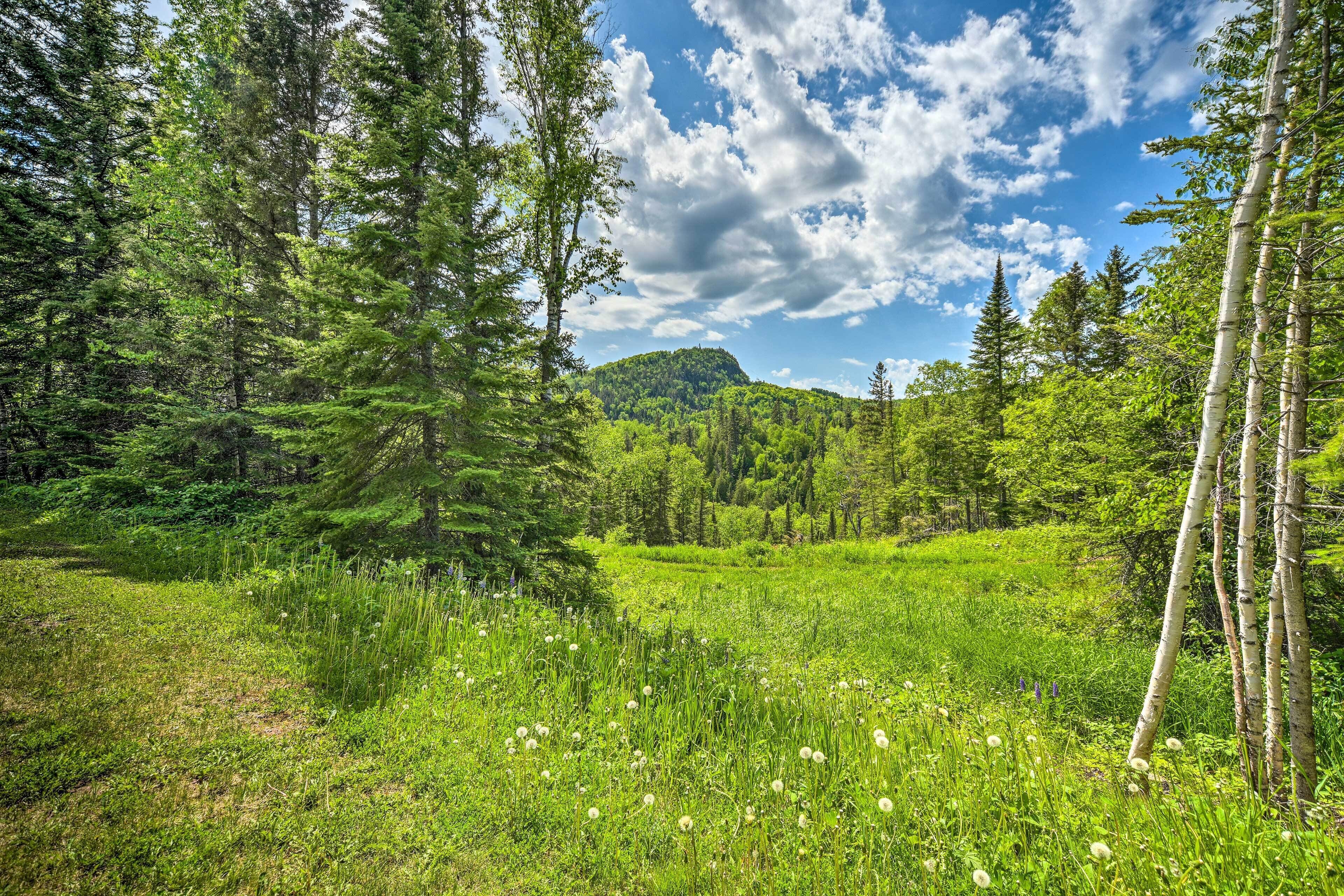 A lush green forest with tall trees and a hill in the background.