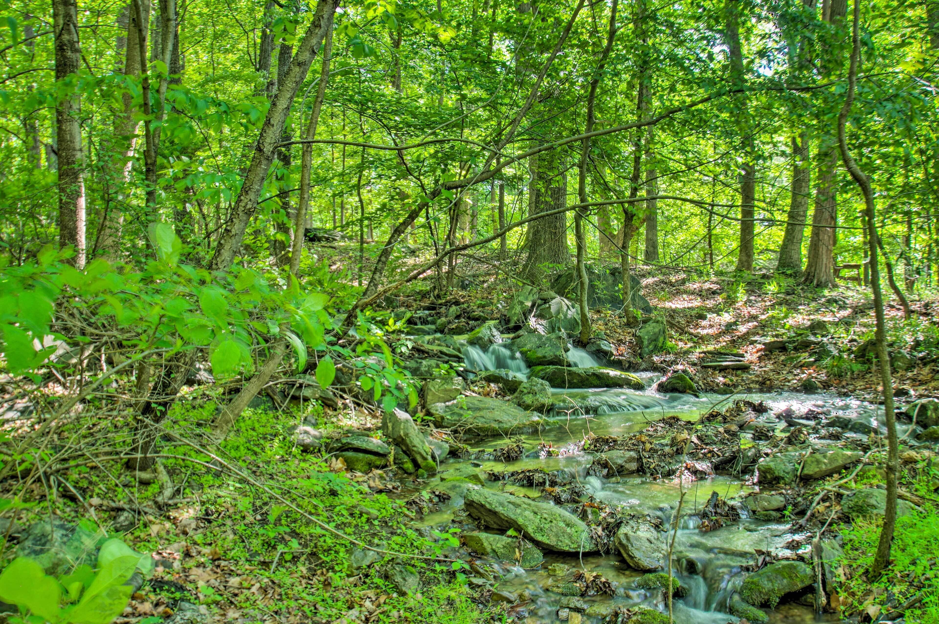 A forested area with a stream flowing over rocks.