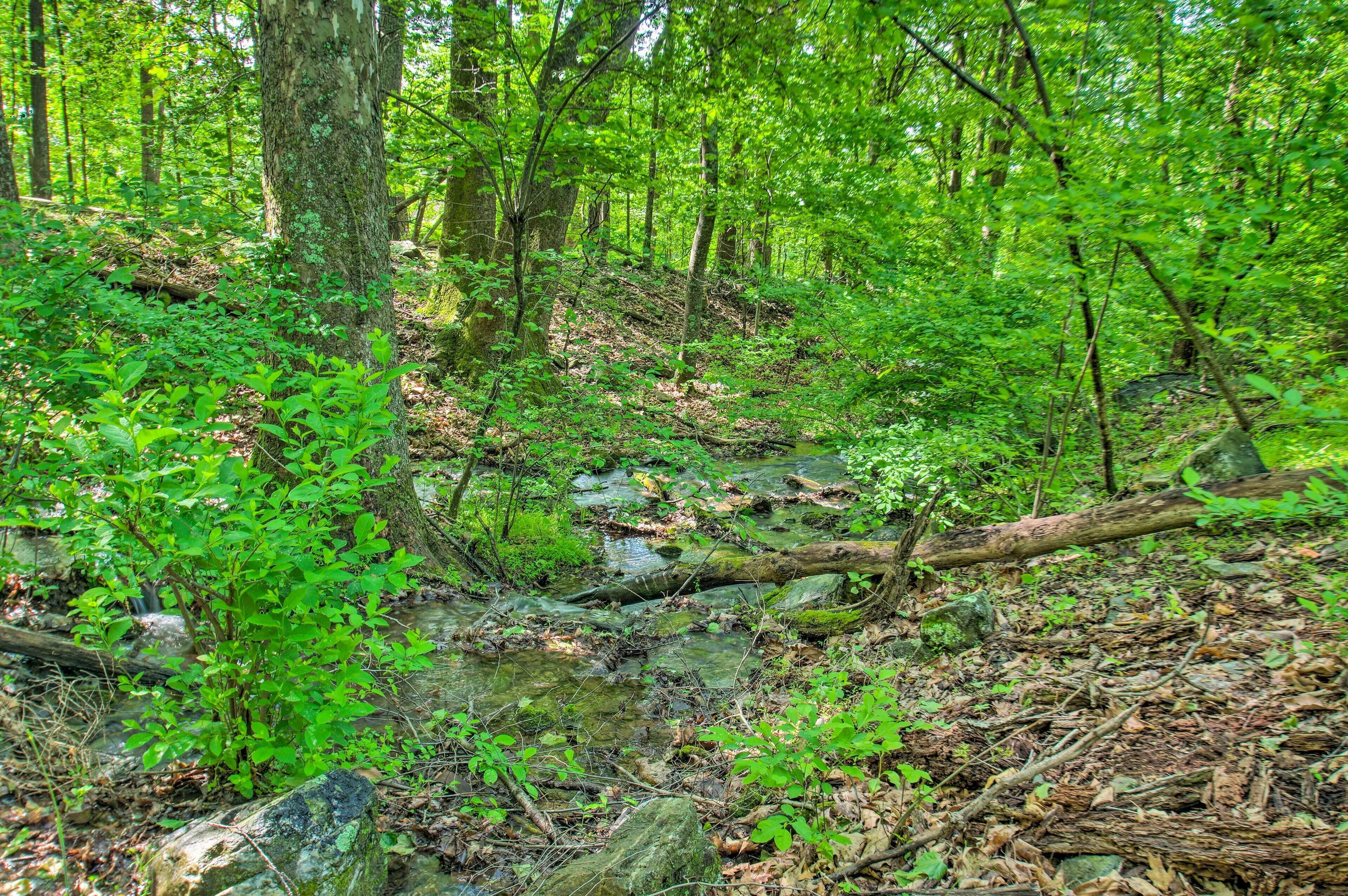A forested area with a stream, trees, and rocks.