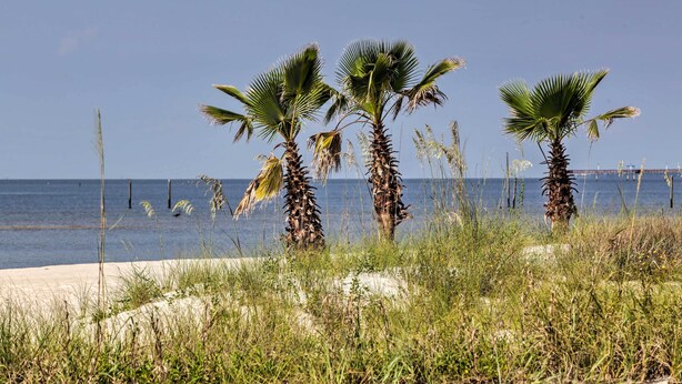 Ein Strand mit Palmen und freiem Blick auf den Ozean.