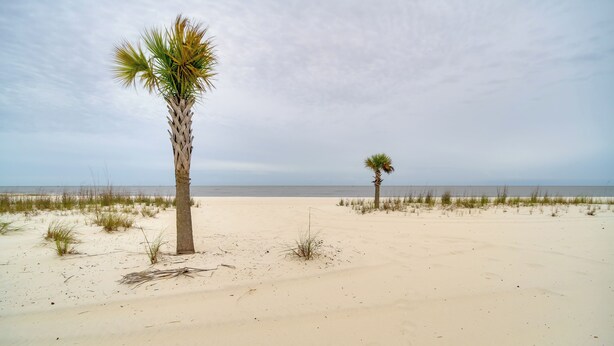 Uma praia com duas palmeiras e vegetação rala.