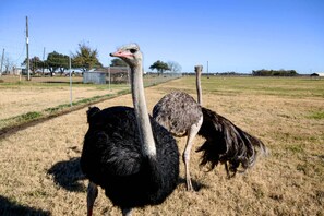 Villa (Multiple Bedrooms) | Interior