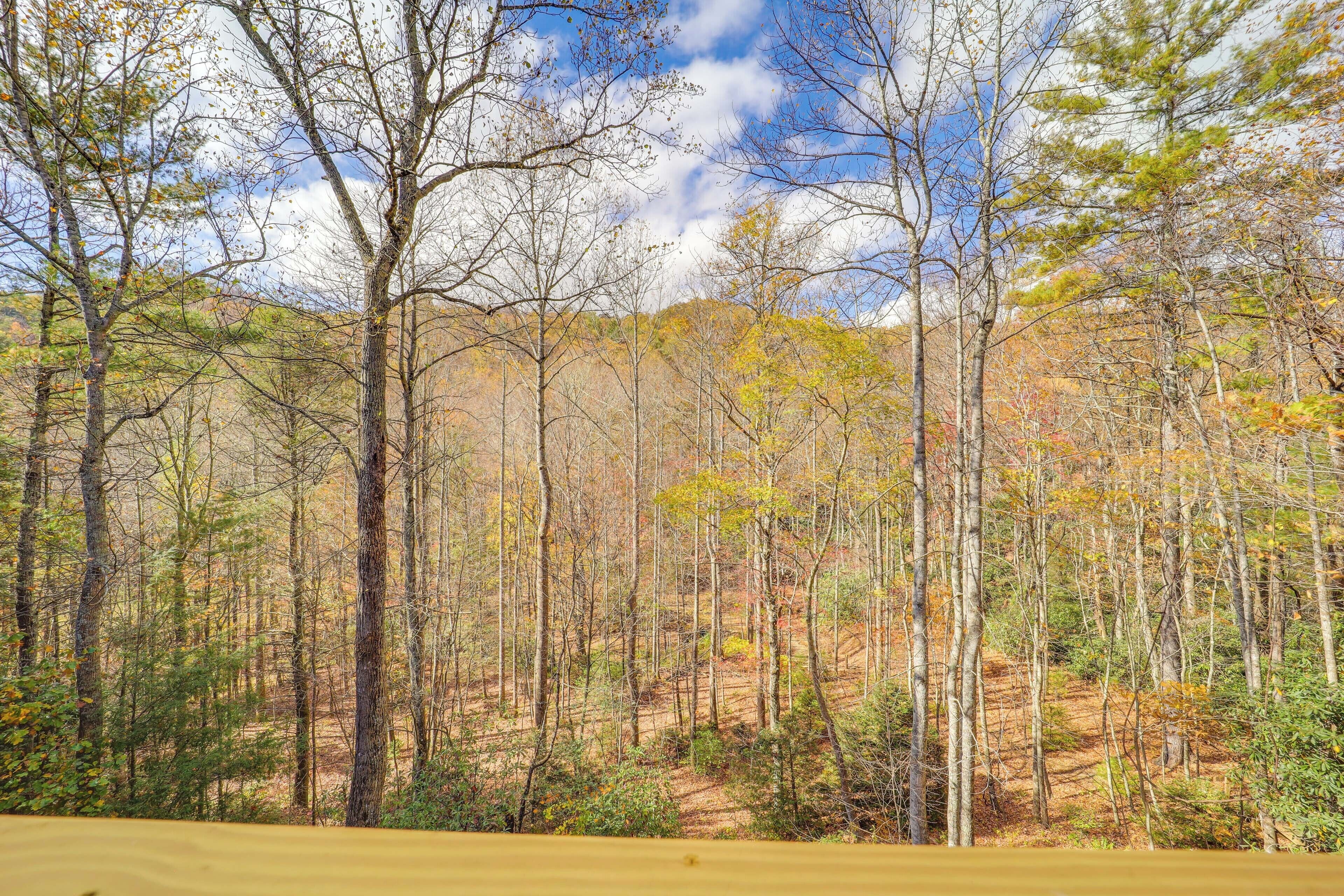 A forested area with tall trees and a clear sky.