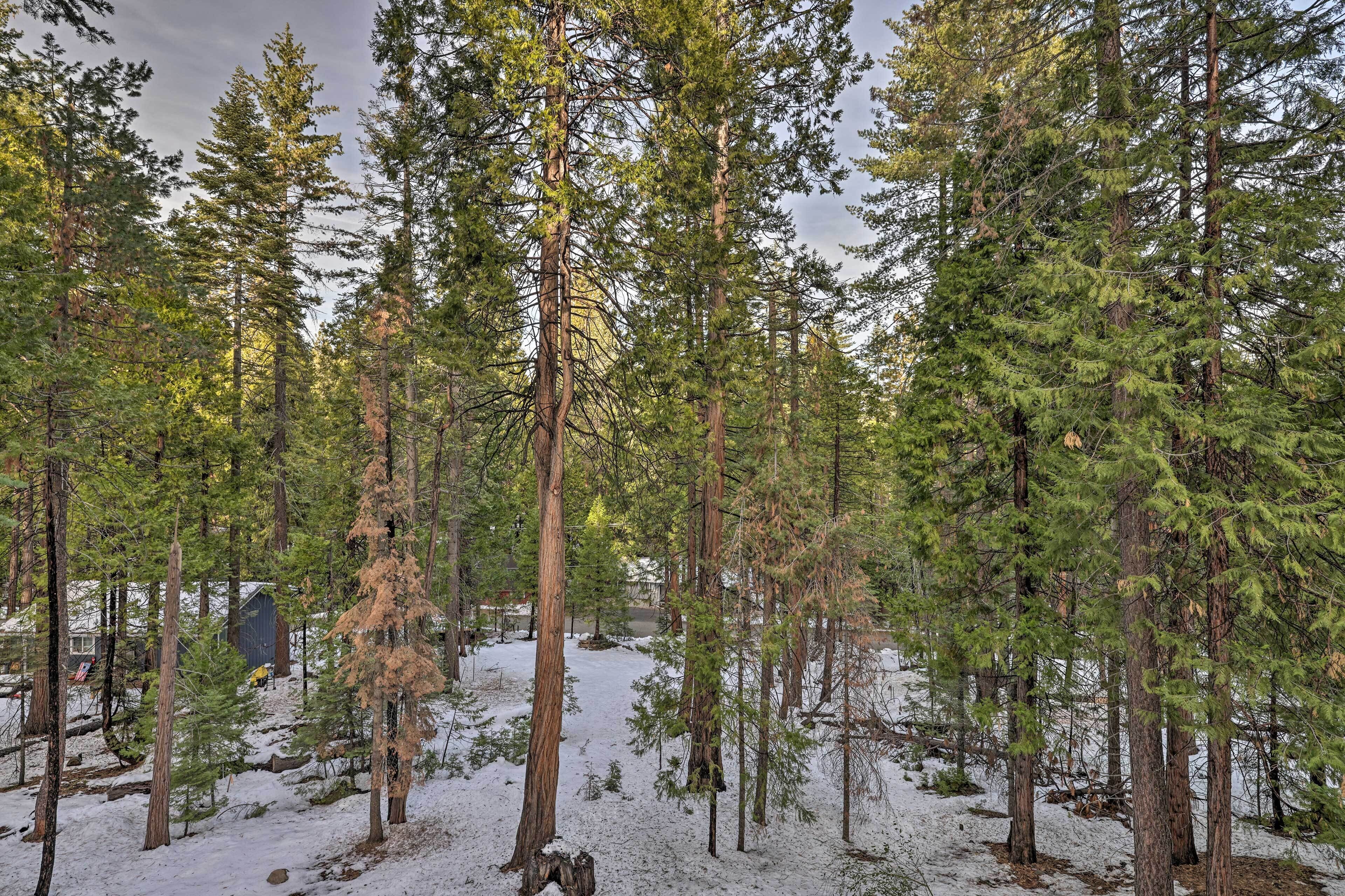 A forested area with tall trees and a snow-covered ground.